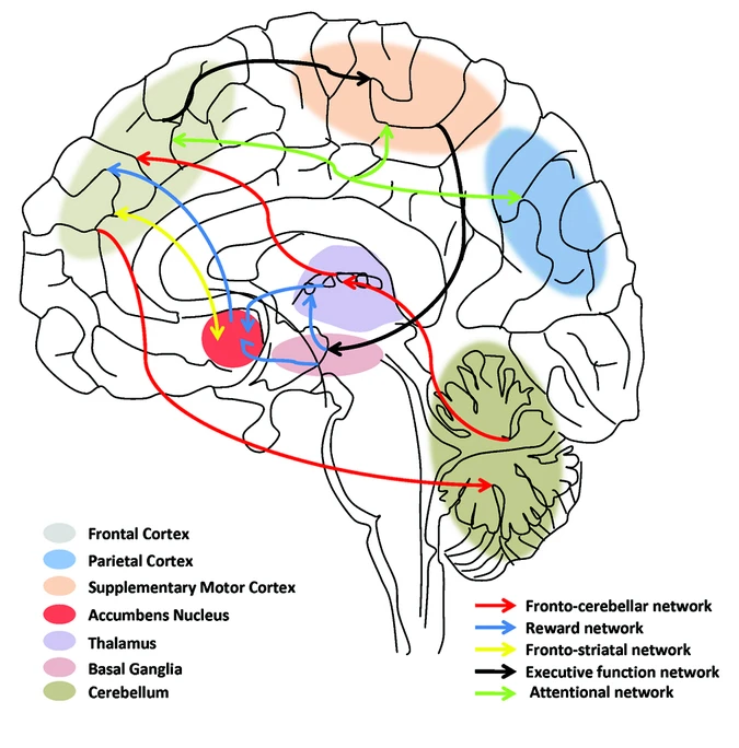 ADHD brain regions and dysfunction patterns ADHD Brain