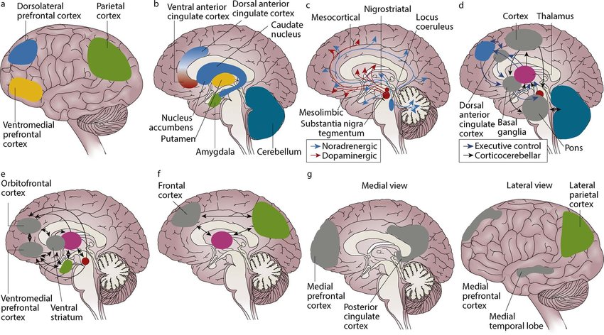 Neural circuits affected in ADHD Brain Mechanisms in ADHD